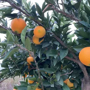 Portakal 4